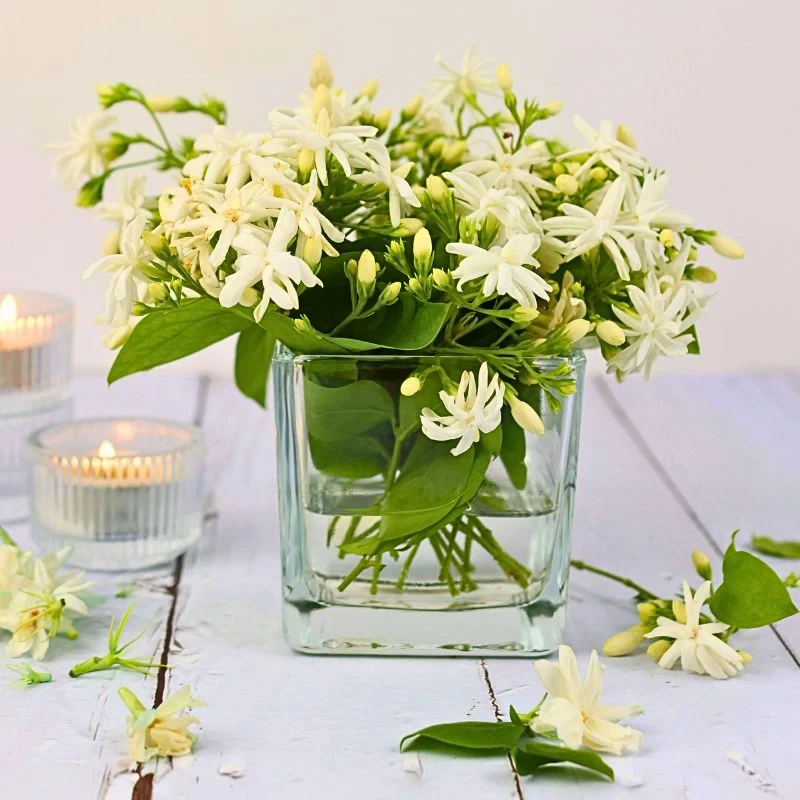 Jasmine Flower Meaning, Symbolism and Significance - Thursd Article - Featured Image