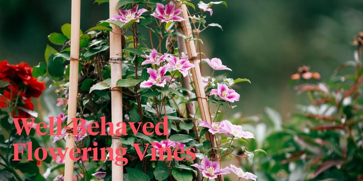 15 Flowering Vines to Add to Your Garden - Thursd Article - Header Image