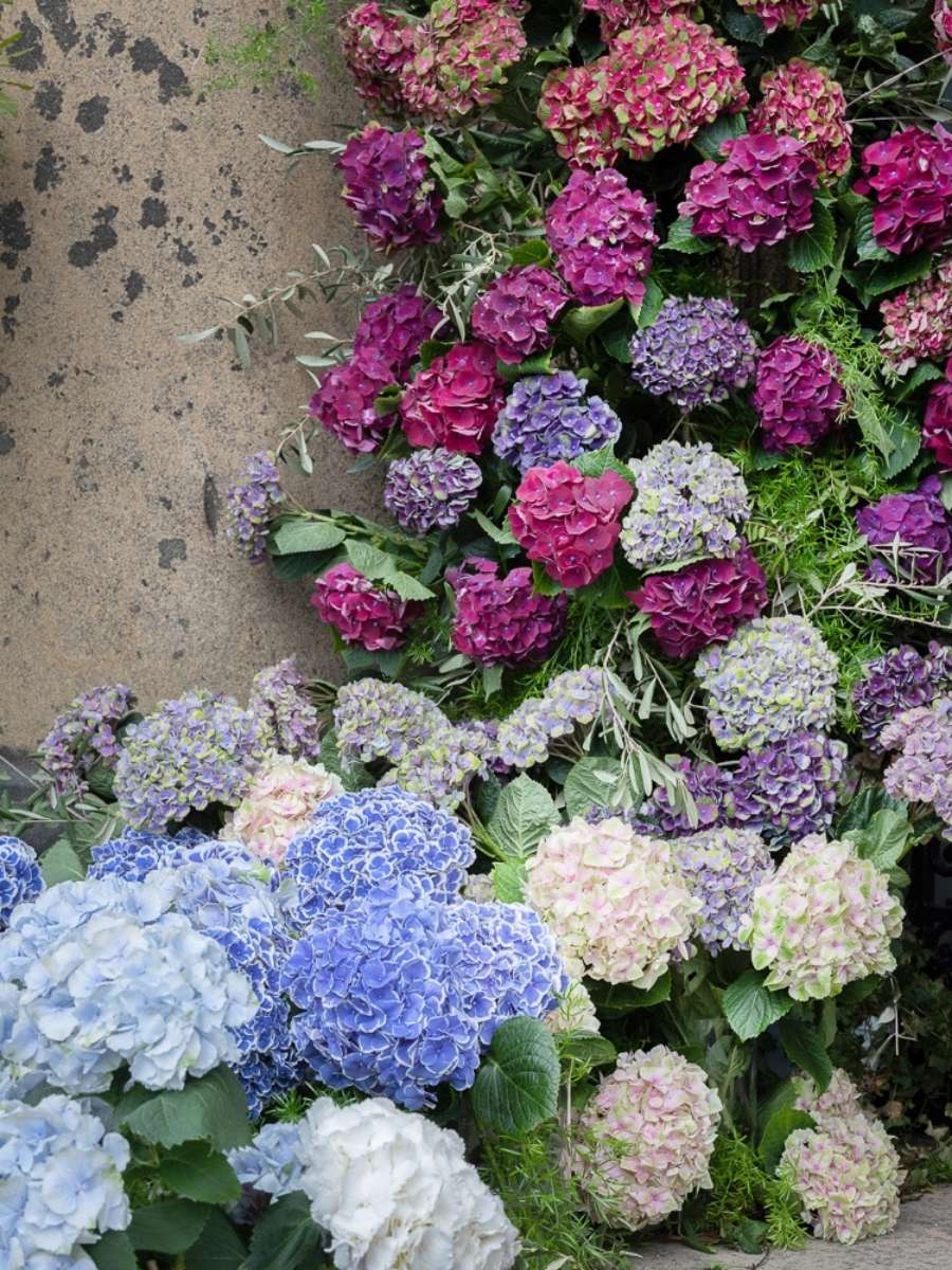 How To Create a Bold and Striking Hydrangea Design - sarah richardson - blog on thursd - hydrangea ombre design 2 - Photographer Casey Orr