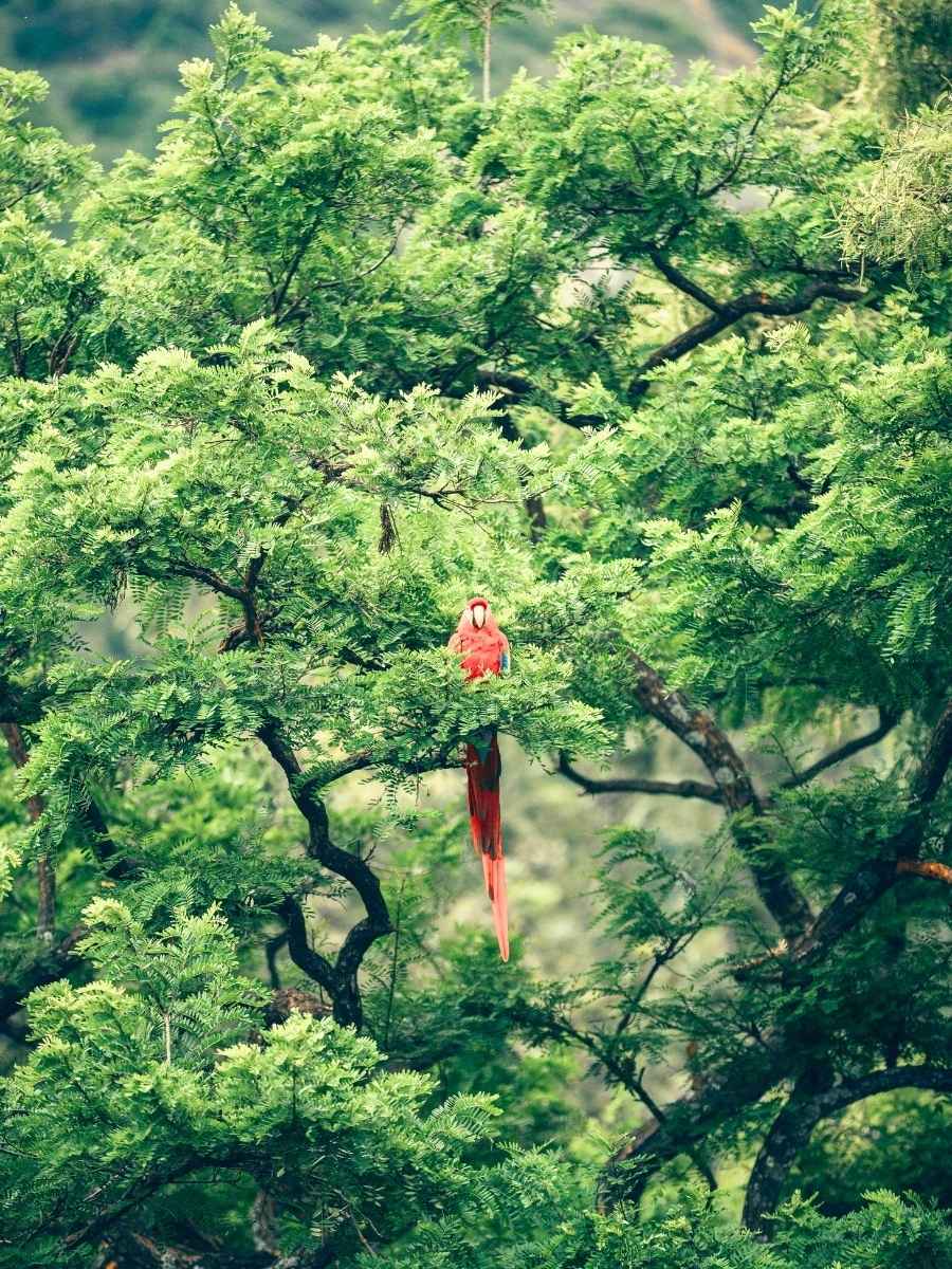 Parrott in a rainforest