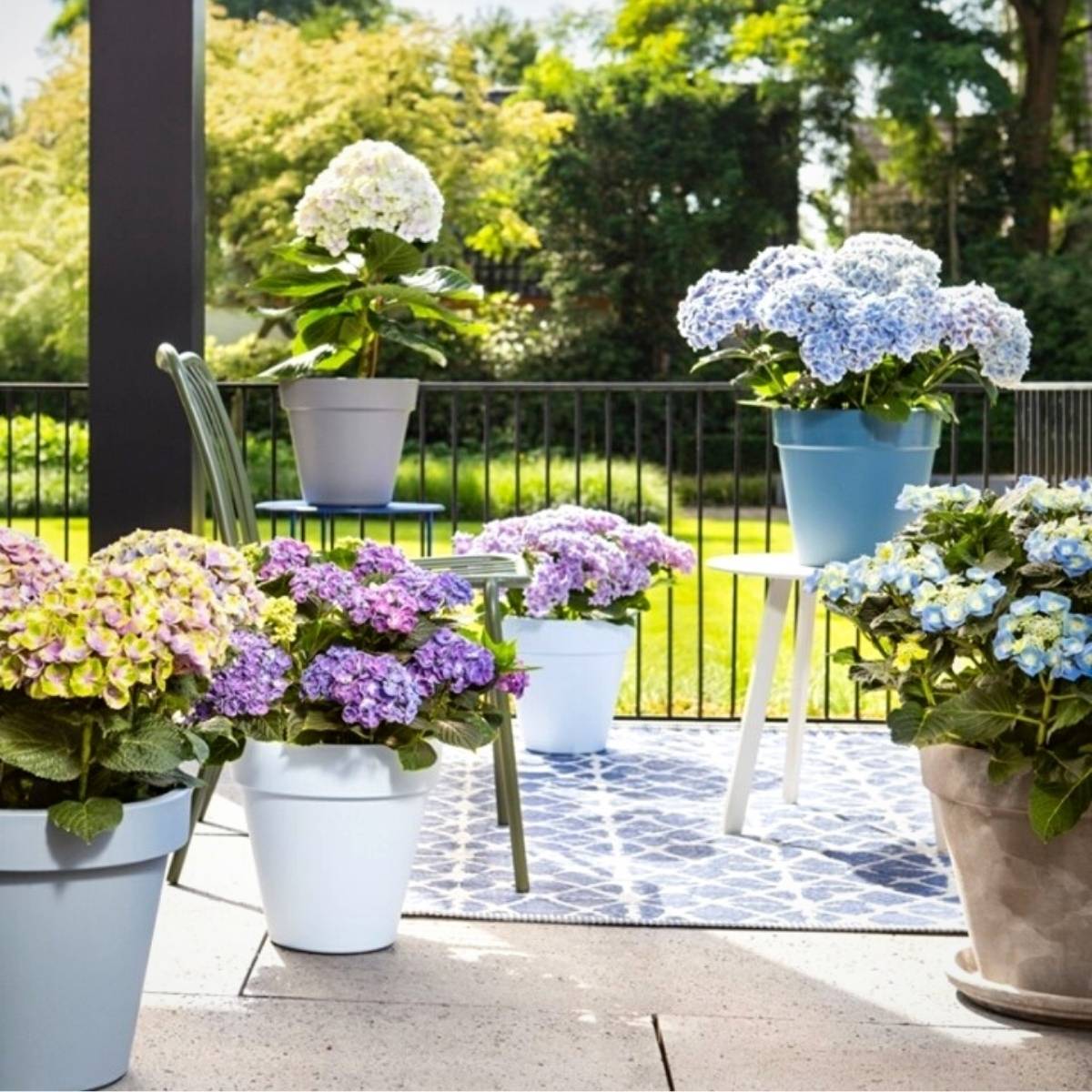 The Colorful Hydrangea Varieties of 2021