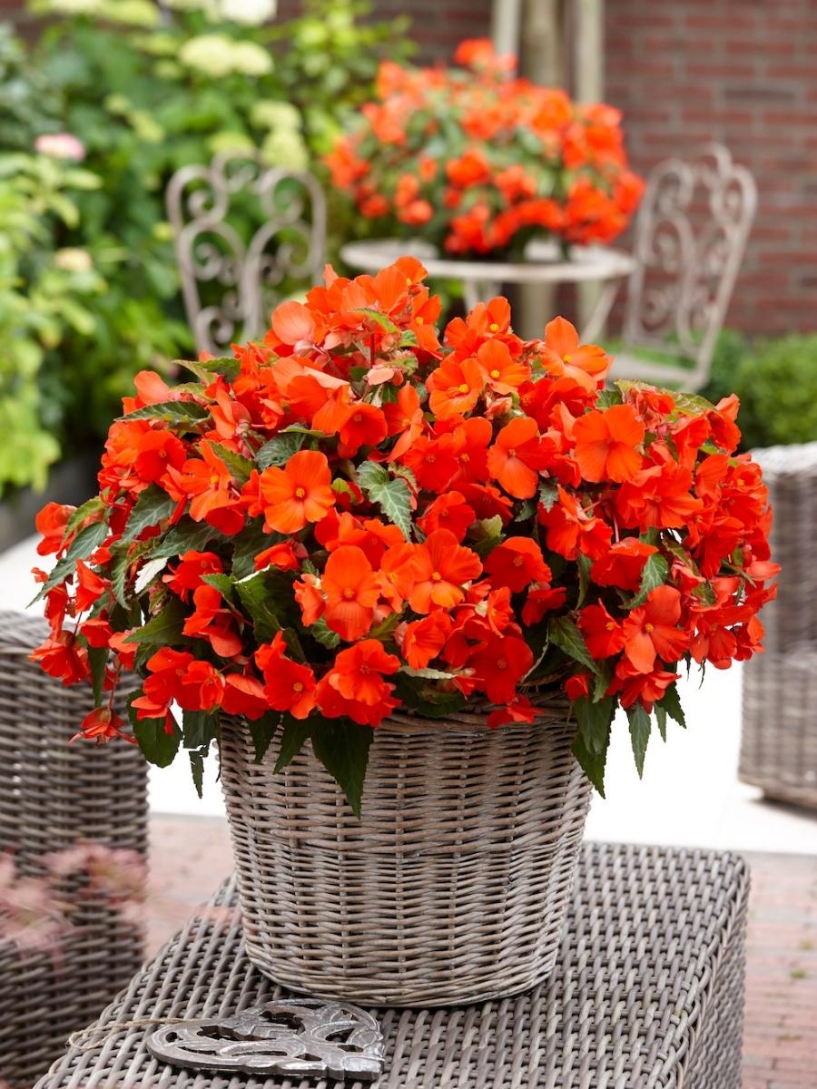 Begonia Florencio Orange