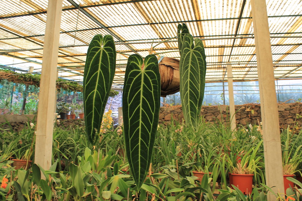 The Magnificent Anthurium Warocqueanum a.k.a. the Queen Anthurium