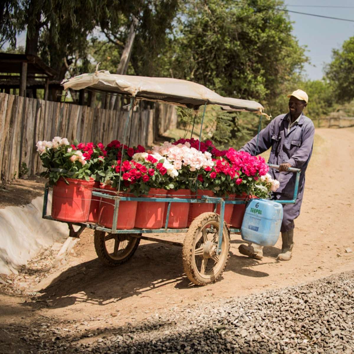 Tambuzi Rose Farm Is So Much More Than Just a Business