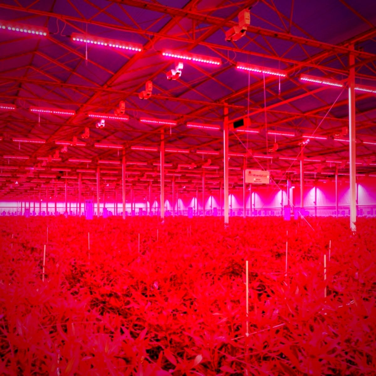 The Future of Floriculture is Brighter with LED Light Recipes