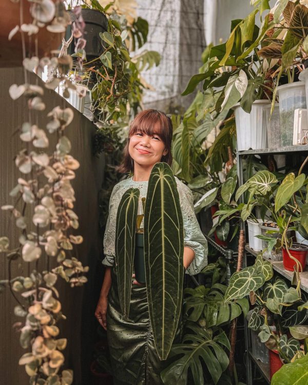 Anthurium Warocqueanum Care 