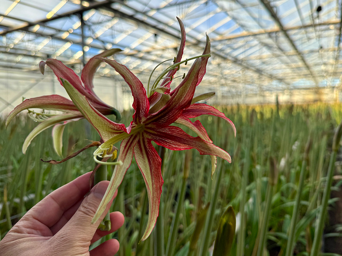 Cybister Amaryllis Tango at Van der Ende Flowers