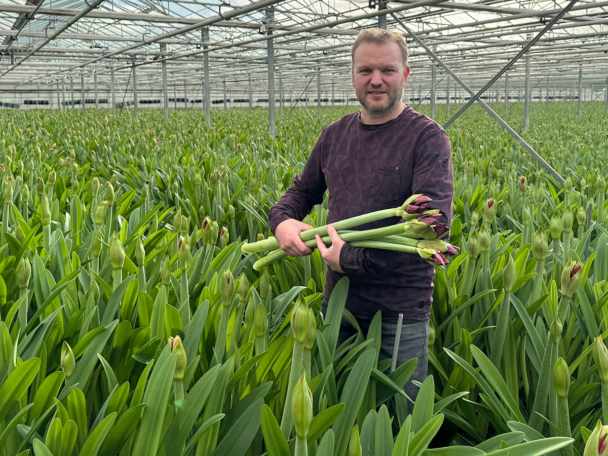 Martijn van der Ende with red Amaryllis cut flowers