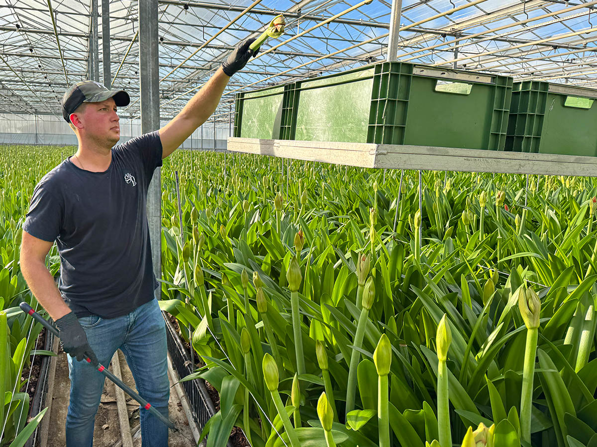 Quality check harvesting at Van der Ende Flowers