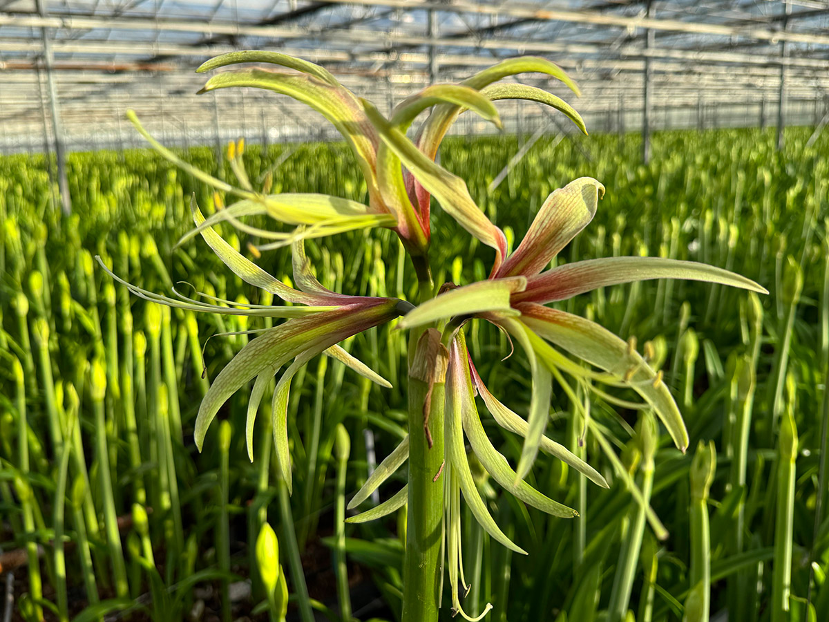 Cybister Amaryllis Tarantula at Van der Ende Flowers