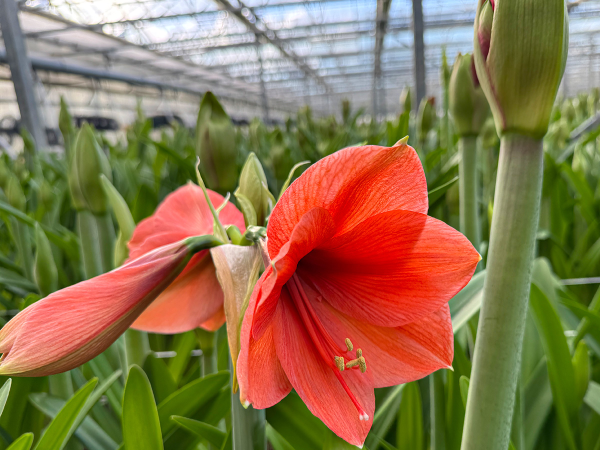 Amaryllis Naranja at Van der Ende Flowers