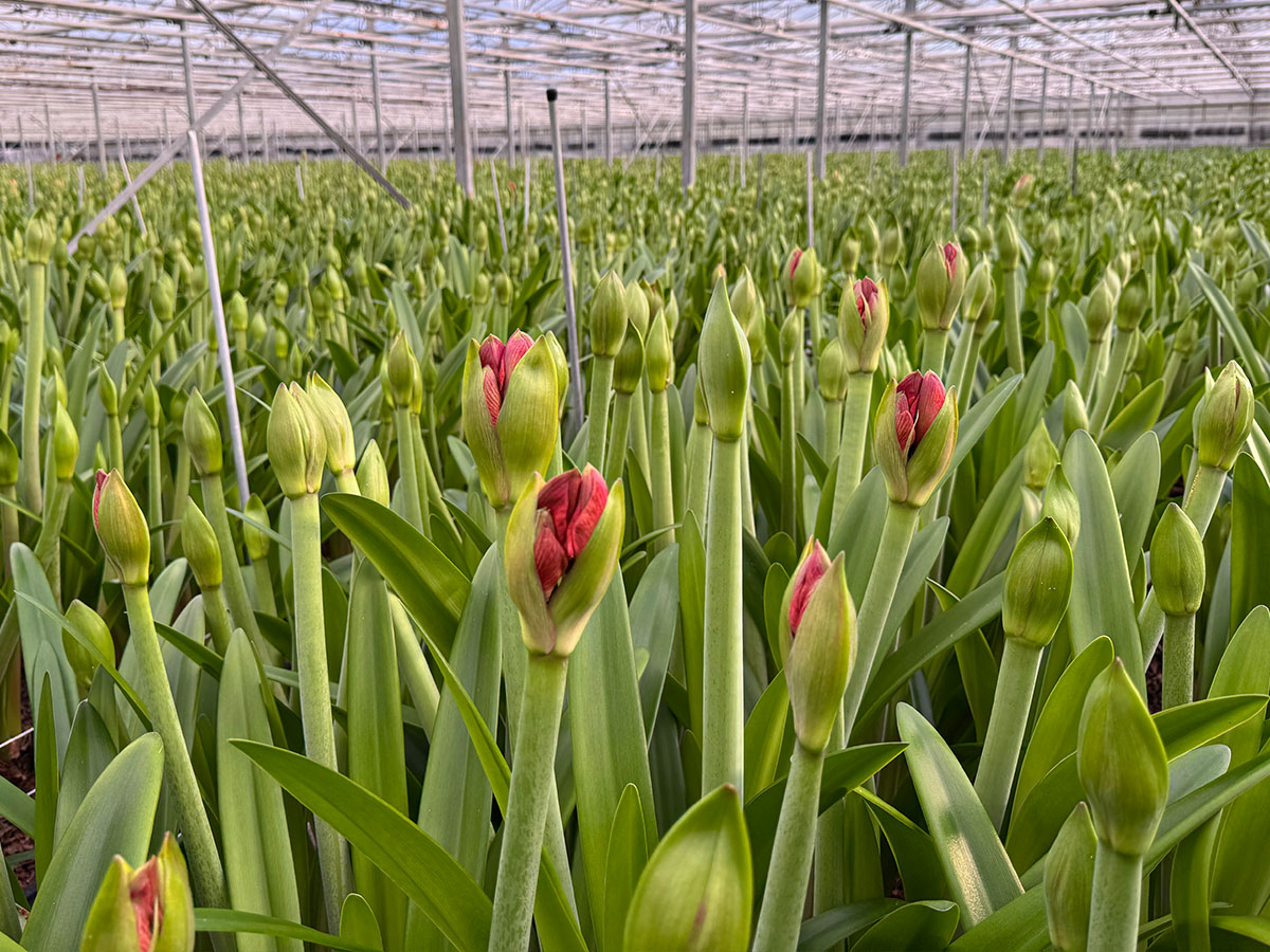 Field of red Amaryllis at Van der Ende Flowers