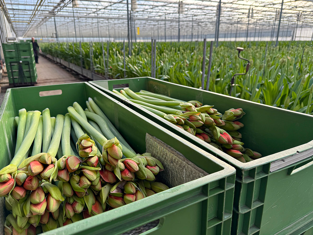 Harvested red Amaryllis at Van der Ende Flowers