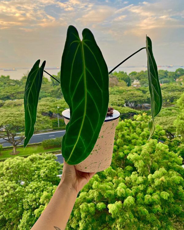 The Magnificent Queen Anthurium Warocqueanum Tropical Plant