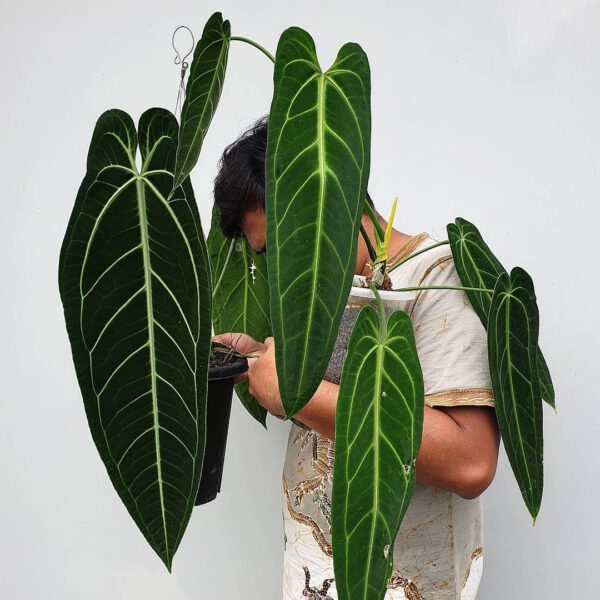 The Magnificent Queen Anthurium Warocqueanum