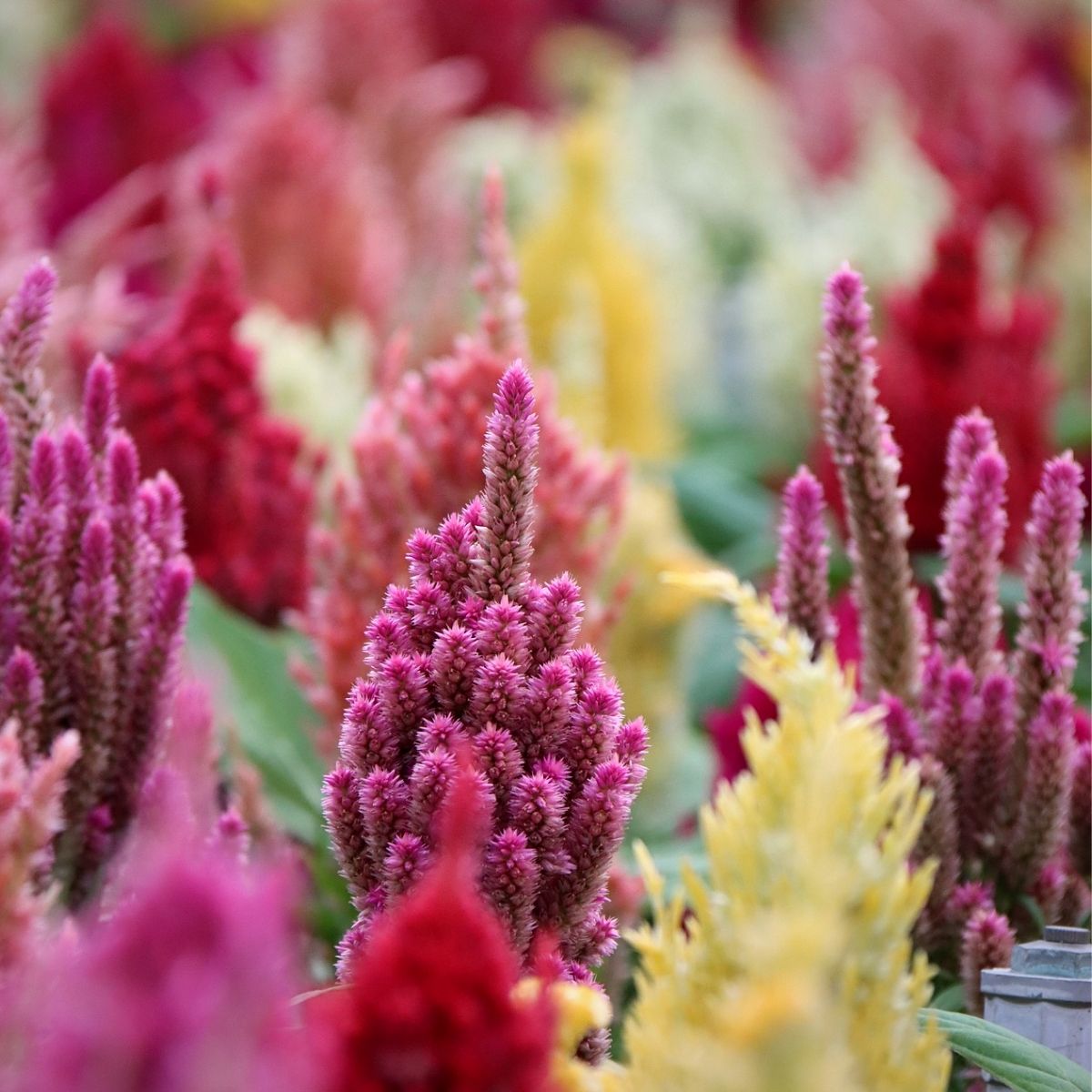 Get Your Money's Worth With These Outdoor Plants