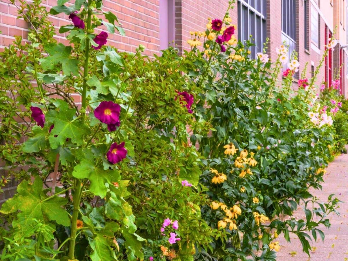 Perennials in a garden