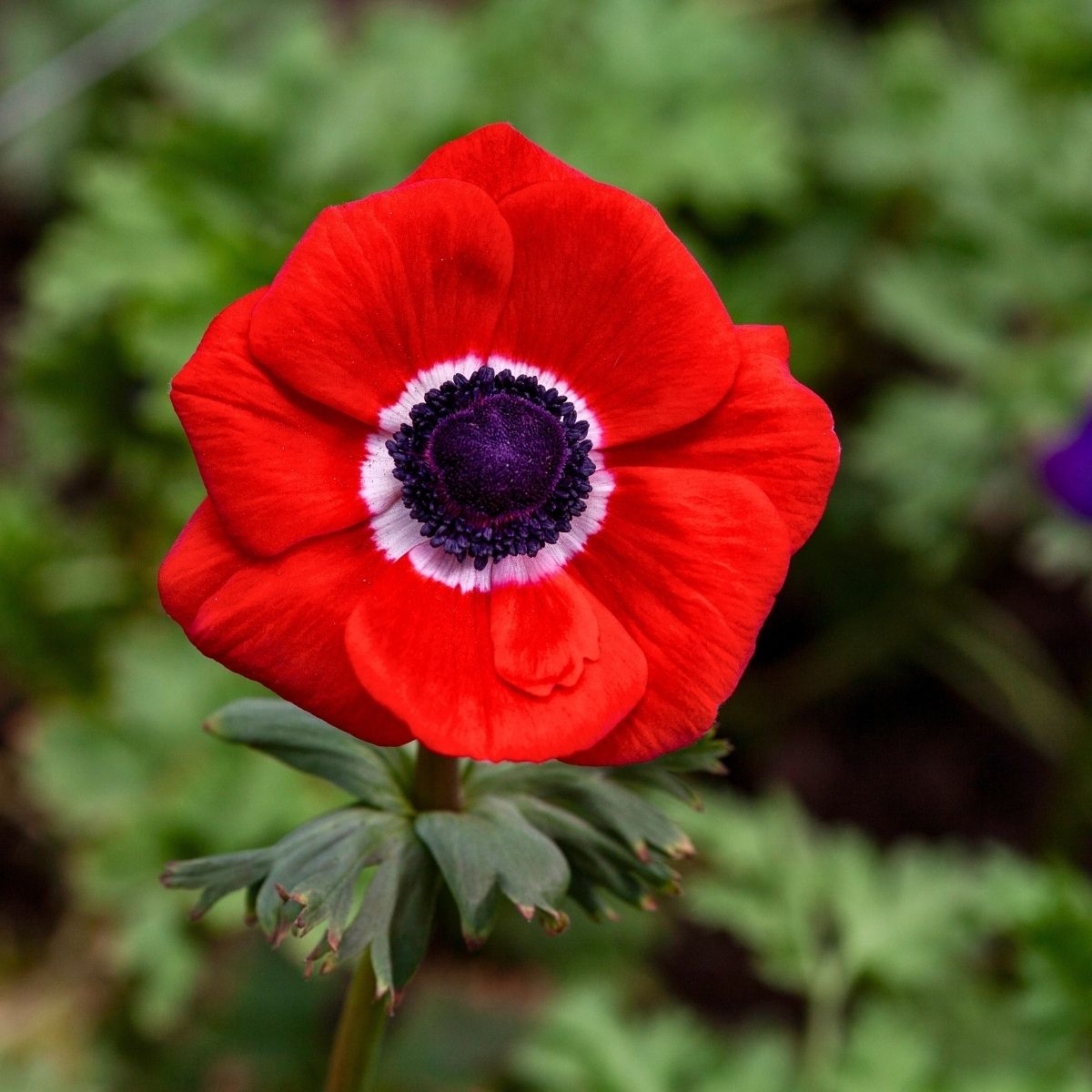 Bright red anemones by Floraprima brand