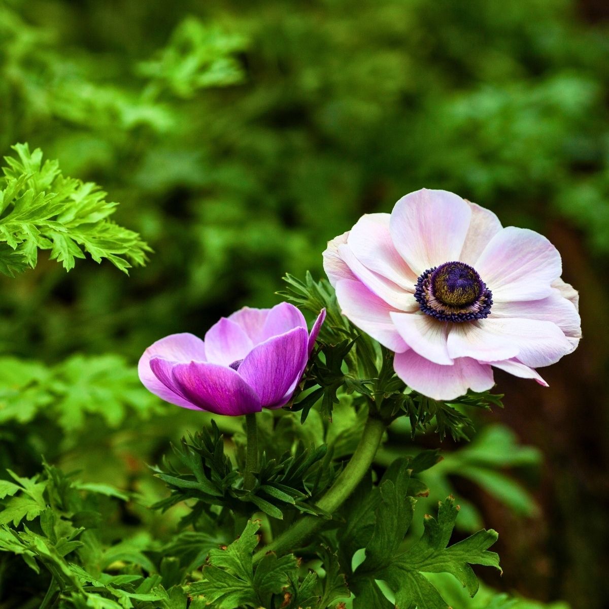 Whitish and purple anemones