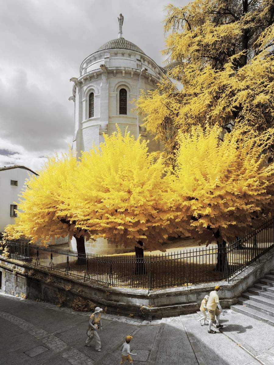  Nature Captured in Yellow Yellow Trees