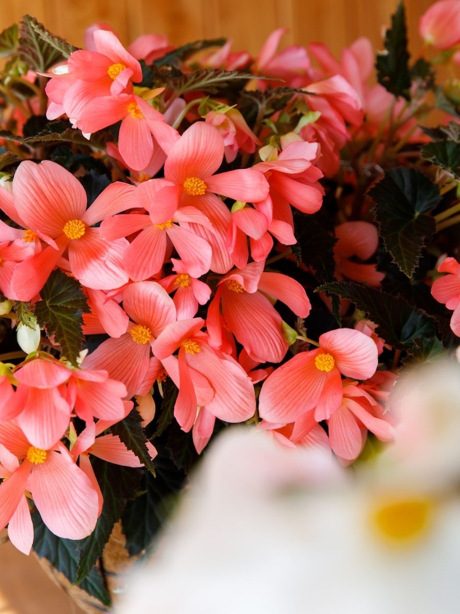 Close up pink begonia - on Thursd