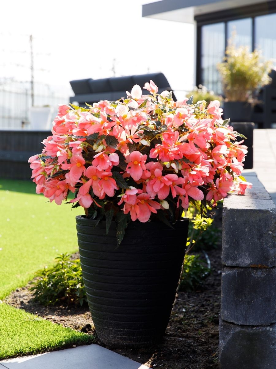 Begonia Florencio Pink - Mother's Day Plants on Thursd