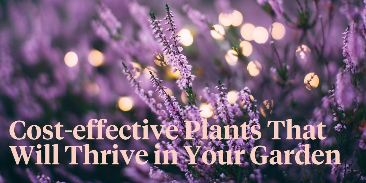 Get Your Money's Worth With These Outdoor Plants - Thursd Article Header Image