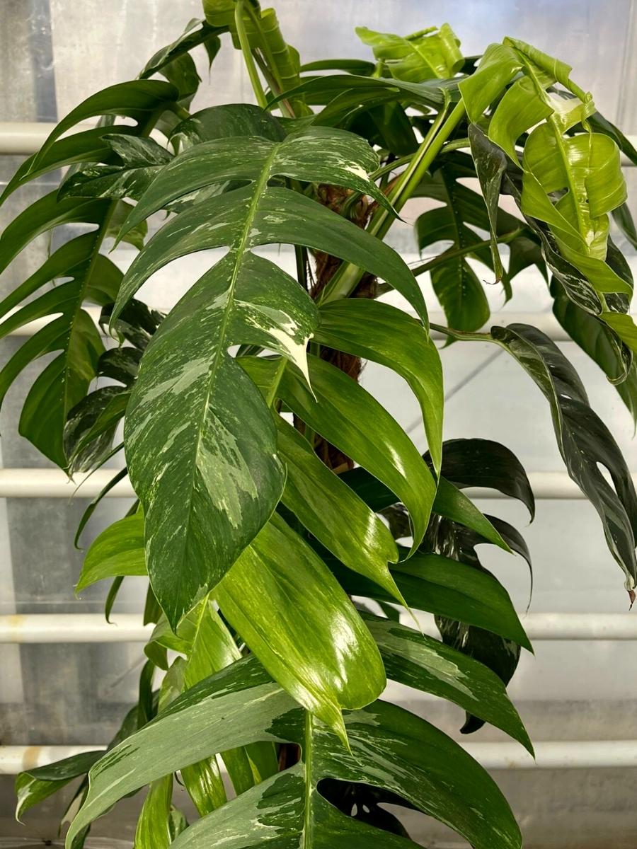 Epipremnum Pinnatum Variegata