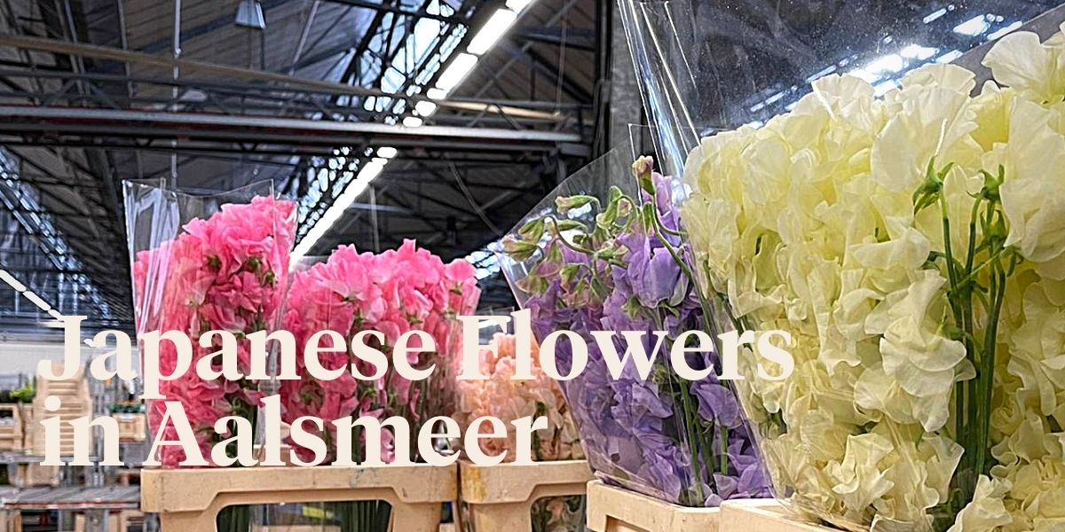 Peter's Weekly Menu Episode #51 - Japanese Flowers in Aalsmeer! Thursd Blog Header Image