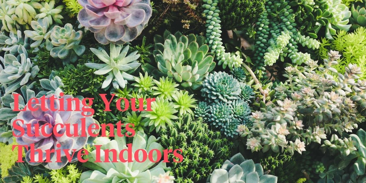 Succulent Care Guide - How to Care for Succulents Header Image Thursd Article