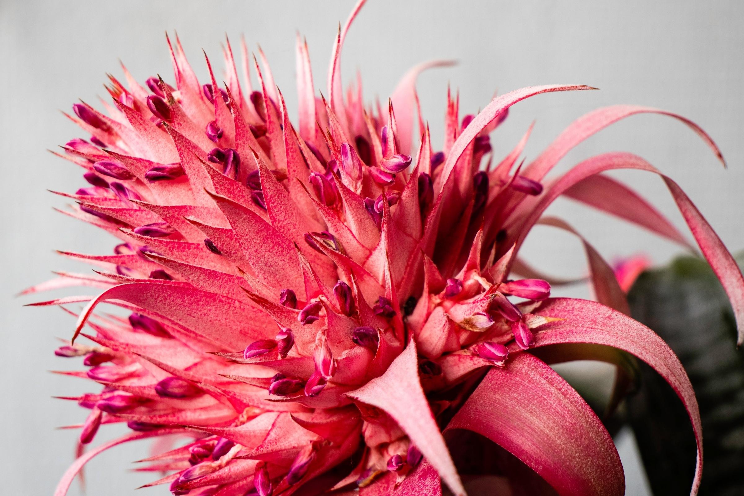 The Brightly-Flowered Aechmea Fasciata - Article on Thursd