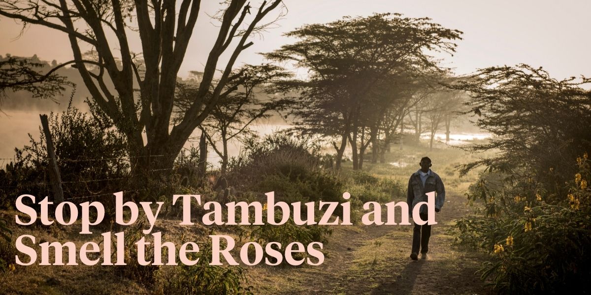 Tambuzi Rose Farm Is So Much More Than Just a Business header image