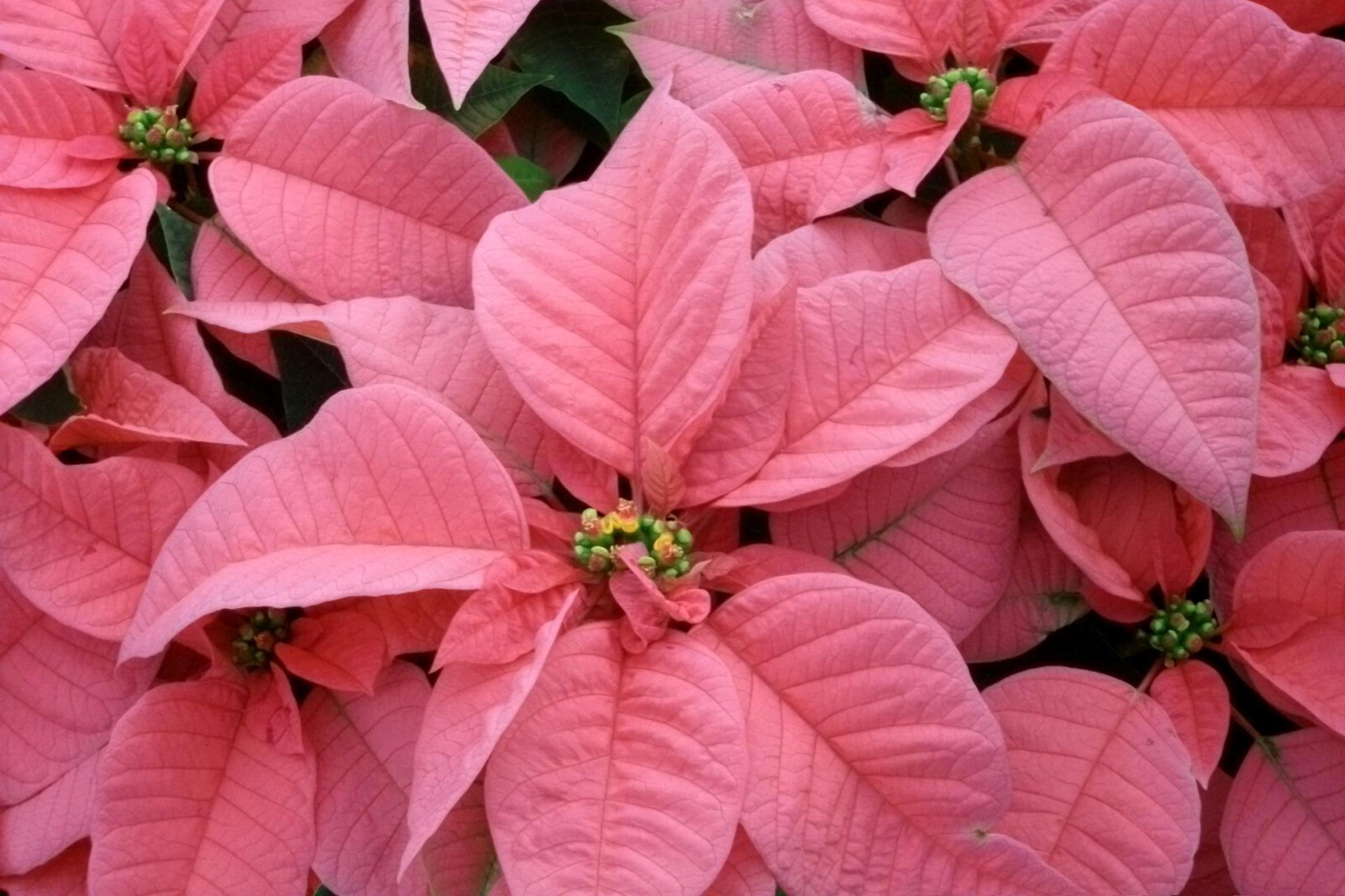 Pink Poinsettia detail on Thursd