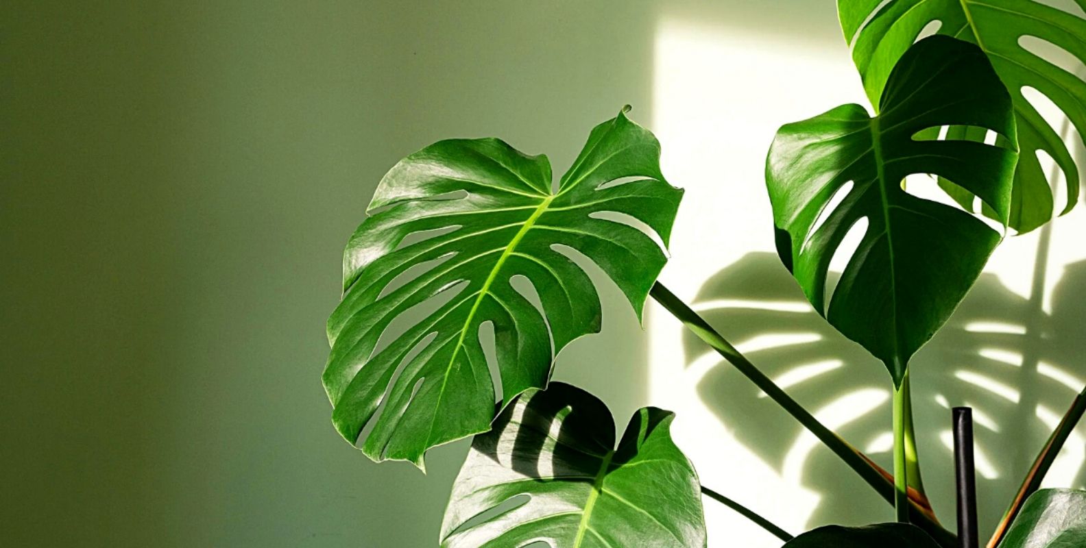 Monstera Deliciosa Thrives as a Bathroom Plant- Article on Thursd