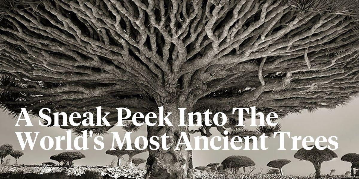 The Incredible Photographs of the World's Most Ancient Trees by Beth Moon - Thursd Article - Header Image