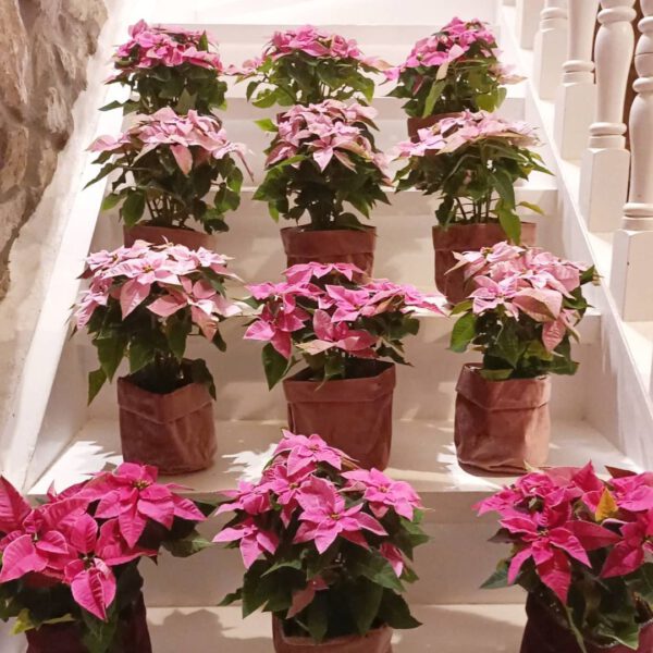 Pink Poinsettia variations on Thursd