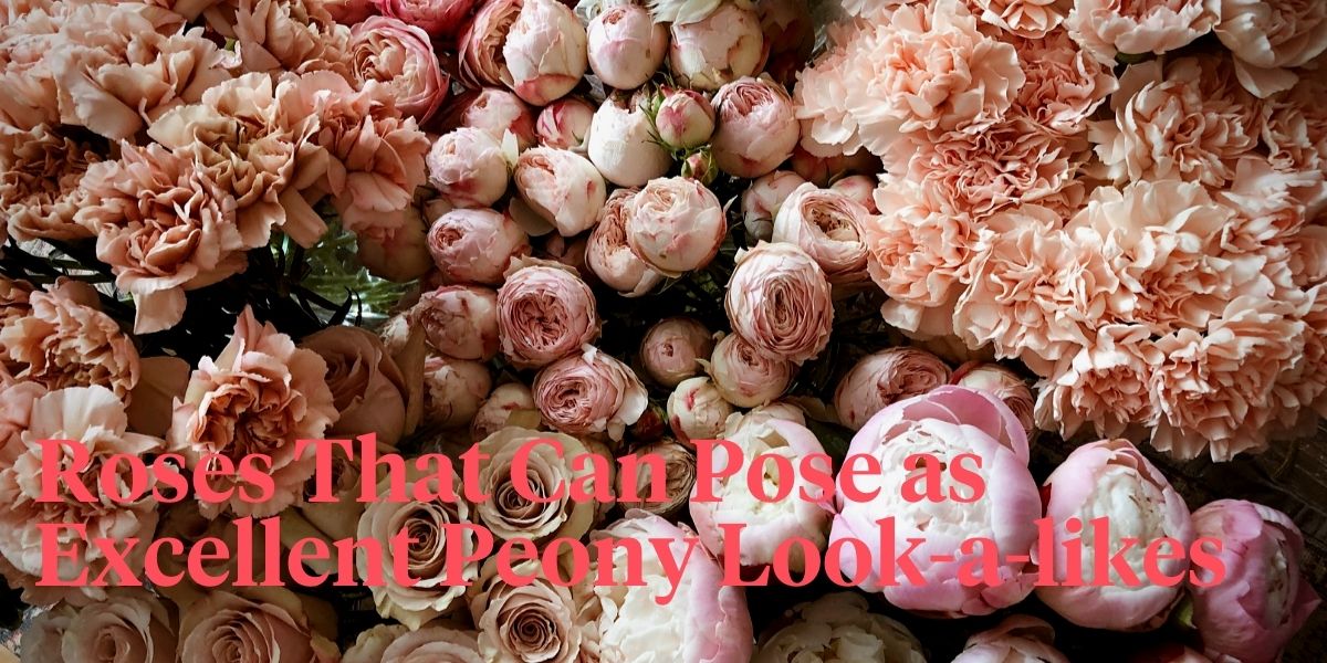 Try Roses Instead of Peonies - Thursd Article - Header Image