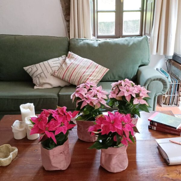 Pink Poinsettia on table on Thursd