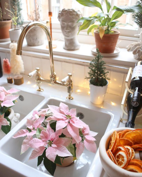 Pink Poinsettia in a sink on Thursd