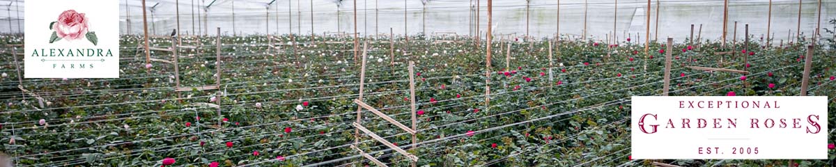 Banner Alexandra Farms Desktop