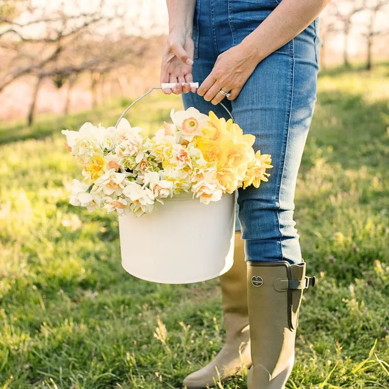 December Birth Month Flowers