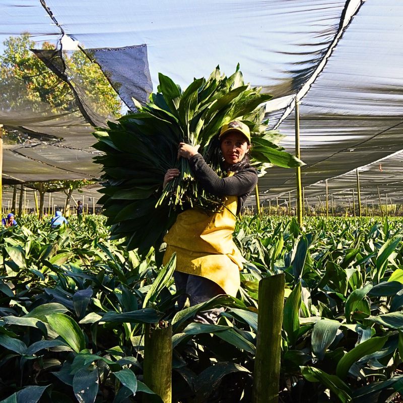 Aspidistra Worker at Tak Global Guatemala