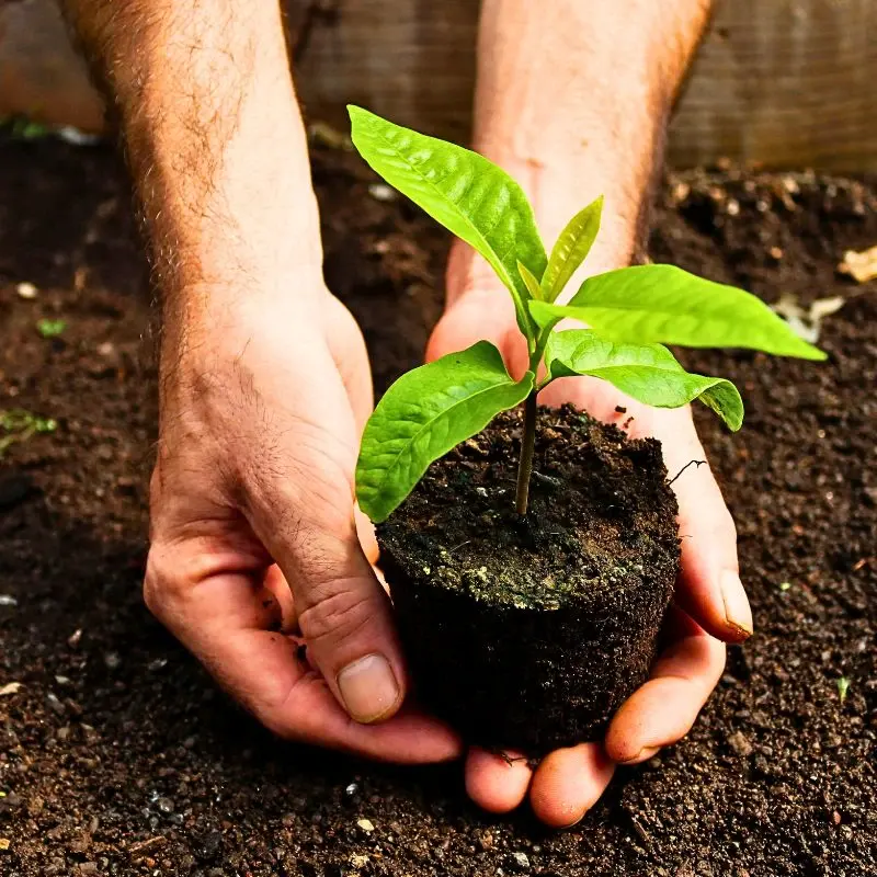 World Soil Day a Platform to Highlight the Importance of Healthy Soils