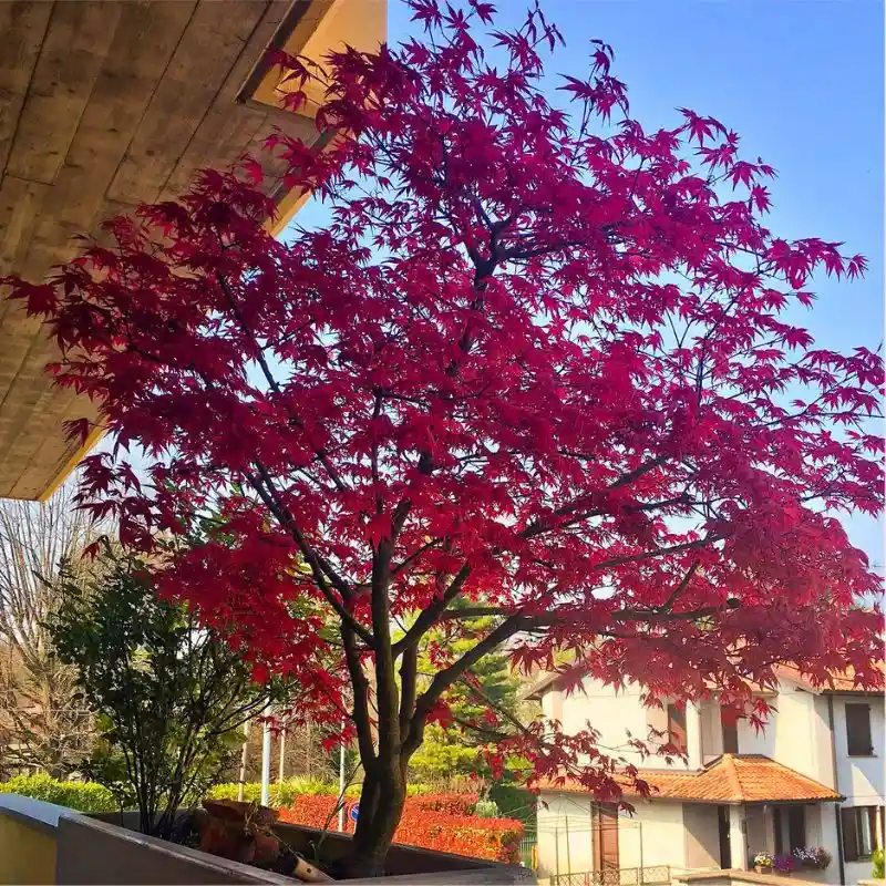 Discover the Beauty and Versatility of Dwarf Japanese Maples Also Called Acer Palmatum