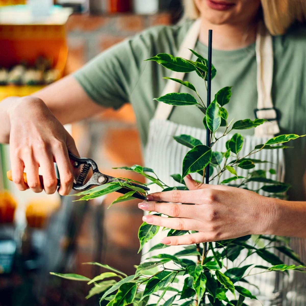 Do Plants Feel Pain the Same Way People and Animals Do?