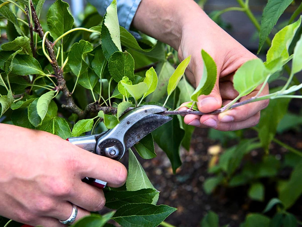 Do Plants Feel Pain the Same Way People and Animals Do?