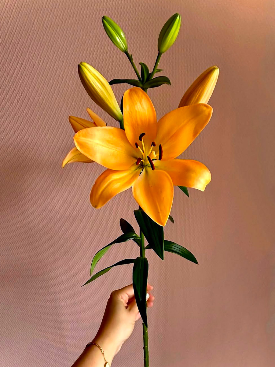 Lily Menton single stem in hand