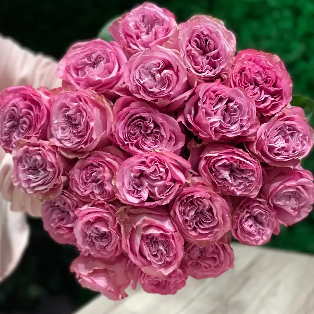 25 purple garden roses, with their luxurious petals and rich color, create a spectacular bouquet filled with elegance and sophisticated beauty