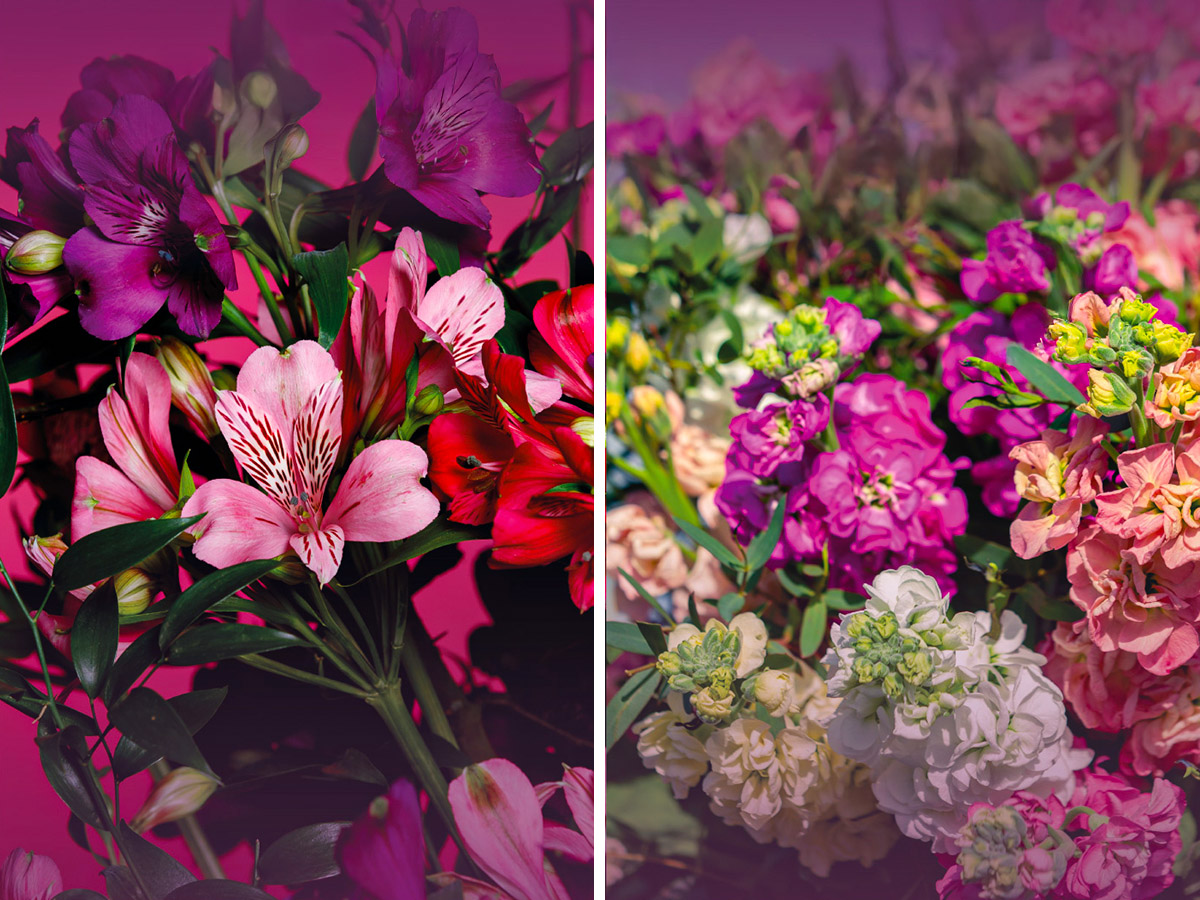 Tesselaar Alstroemeria and Matthiola promo