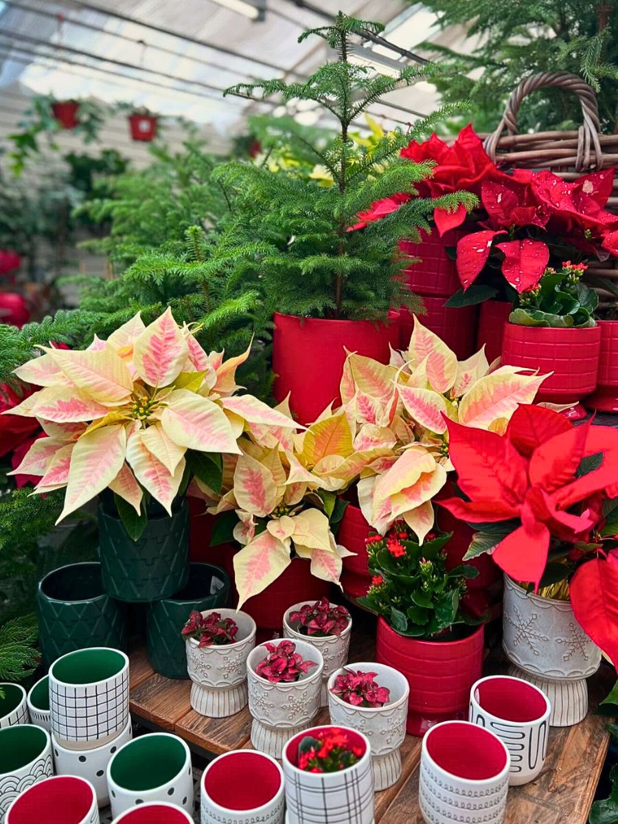 National Poinsettia Day